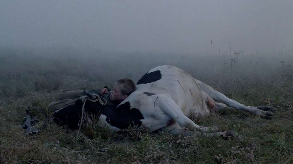 Florya lying against a cow.